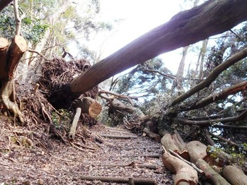 ２０番への道（山道の倒木）