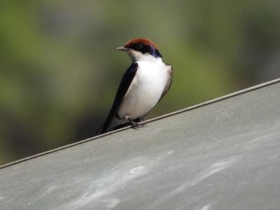 wire-tailed-swallow-6575300_1280