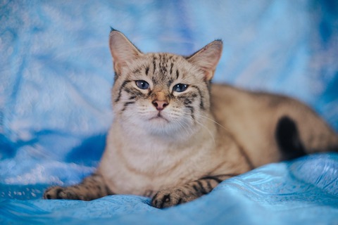 cat-on-a-blue-background-5031754_1280