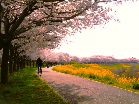 利根運河の桜