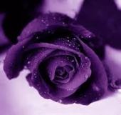 紫の薔薇２