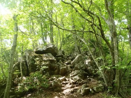 三頭山20150520 023