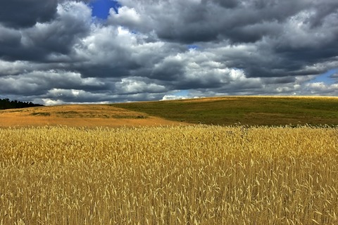 grain-field-4316900_1280