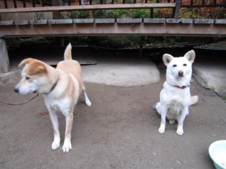八丁の湯と鬼怒沼湿原 010