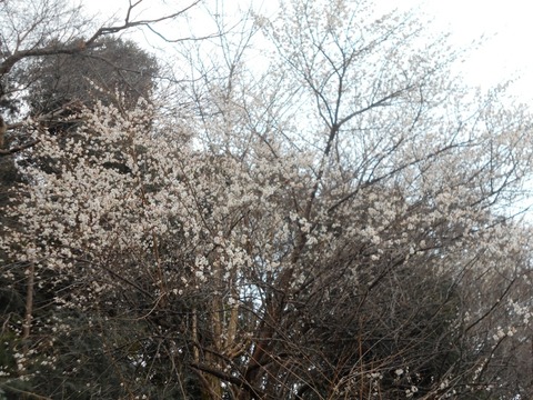 DSCN5817