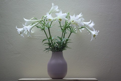 white-lily-5050476_1280