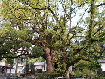 ２０番への道（大木）