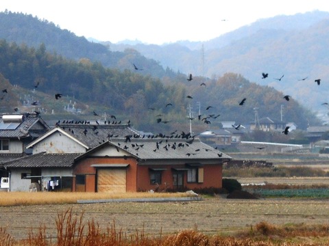 87への道（カラスのたかる家）