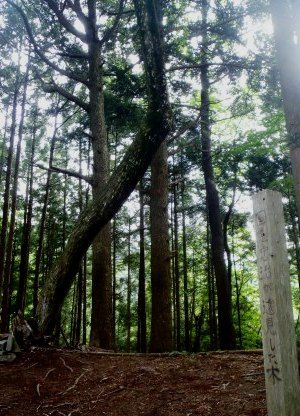 三頭山20150520 032