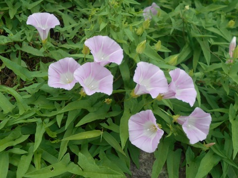 DSCN8533