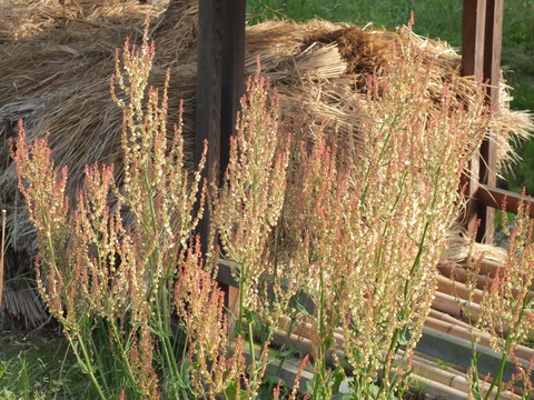 Rumex_acetosa_スイバ（スカンポ）_やしろの森公園_DSCF8797