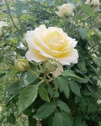 IMG_20250511_150652