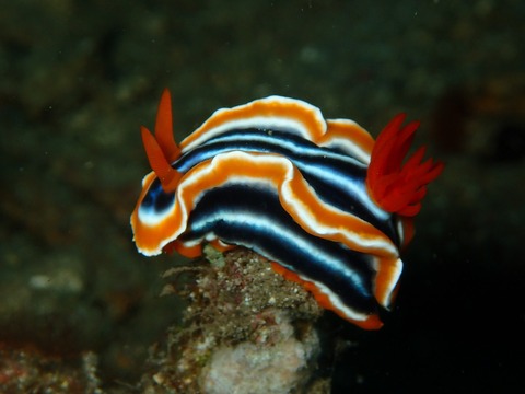 nudibranch-2336896_1280