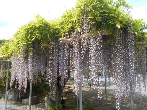 DSCN8305