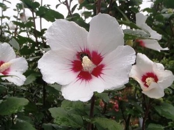 秩父巡礼4~5日 133