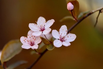 nennieinszweidrei-ornamental-plum-7115659_1280