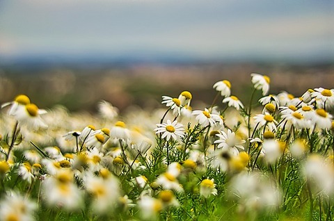 neovidio-field-5924218_640