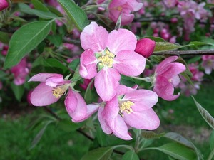 林檎の花