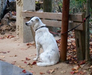 58番仙遊寺の犬