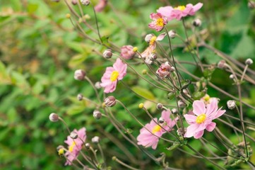 野菊