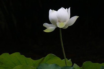 白い蓮