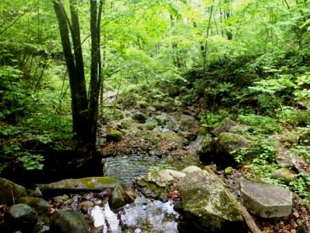 三頭山20150520 006