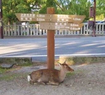 奈良公園のシカ (2)
