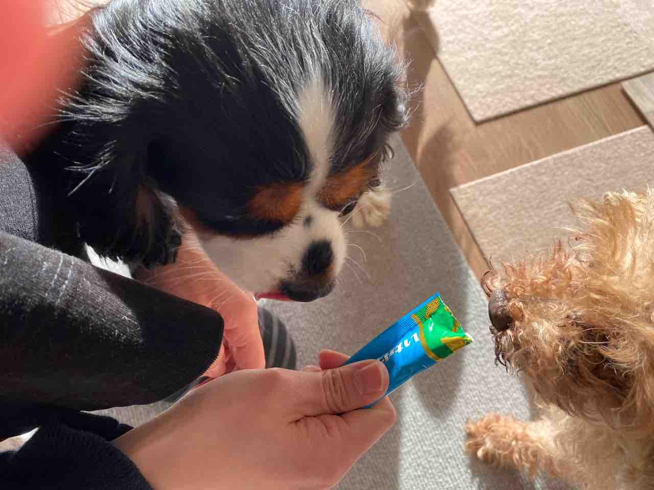 ミルン ワンチュール ワンコの仮宿