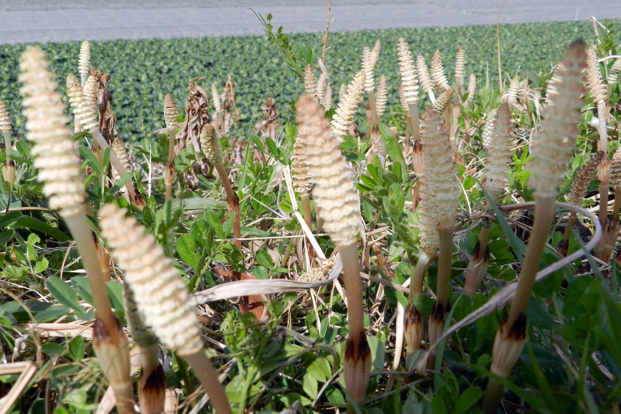 春の散歩で見つけたもの : 紫草のくさまくら