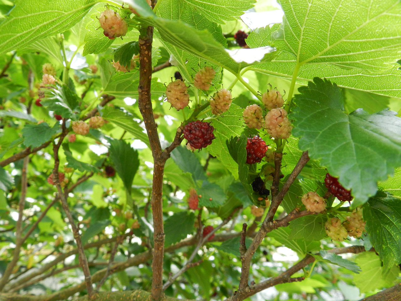木の実たち : 紫草のくさまくら
