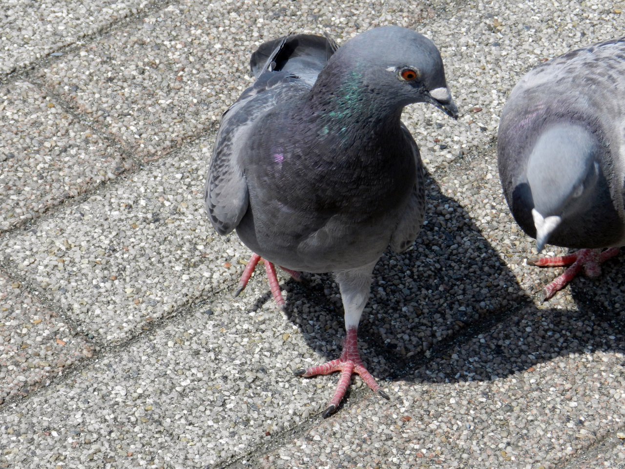 鳩が豆鉄砲を食らう 紫草のくさまくら
