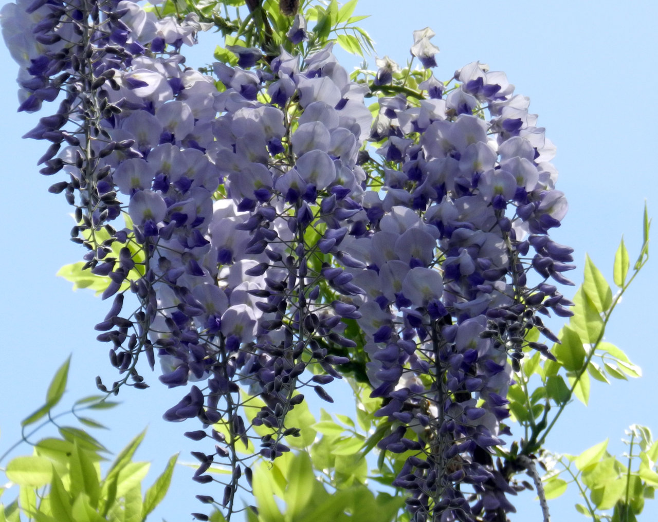 野生の藤 紫草のくさまくら 野生の藤 紫草のくさまくら