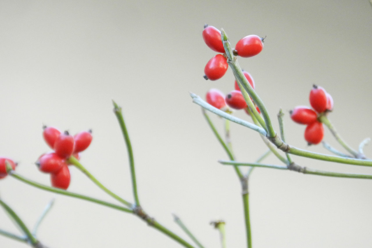 ハナミズキの赤い実 紫草のくさまくら