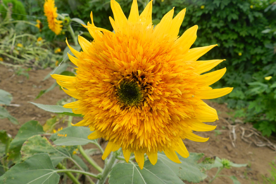 向日葵 Chizu / 「向日葵」Music Video - YouTube