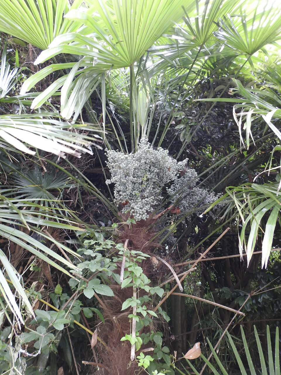 秋に色づく準備中 : 紫草のくさまくら