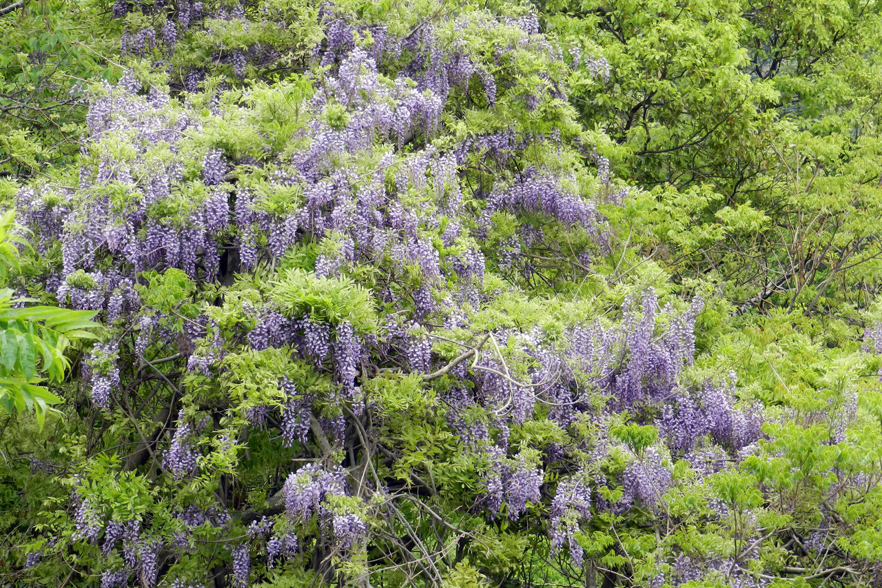 野生の藤の花 紫草のくさまくら 野生の藤の花 紫草のくさまくら