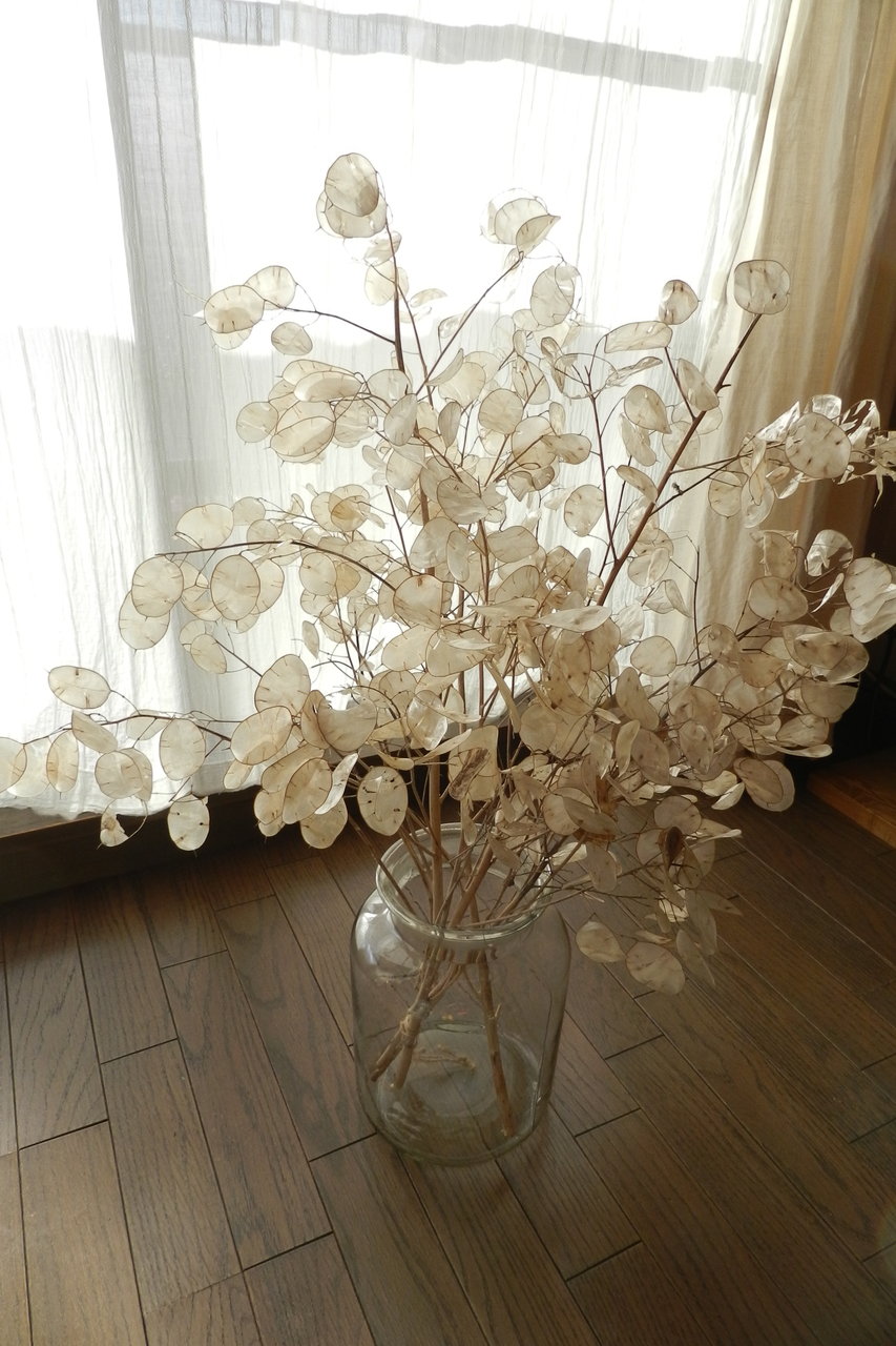 オオバンソウ 紫草のくさまくら