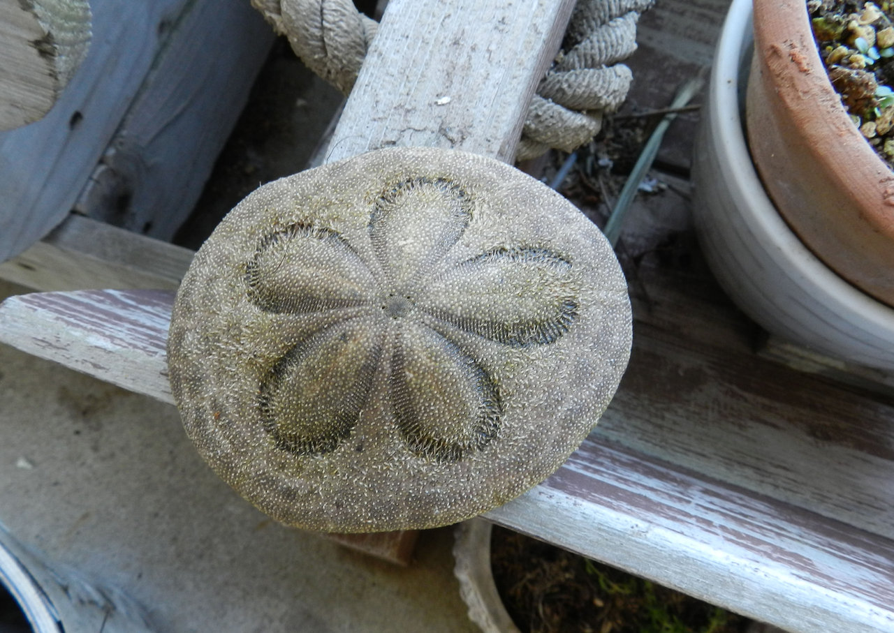 タコノマクラのその後 紫草のくさまくら