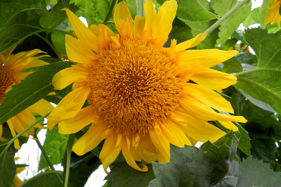 今年の向日葵 : 紫草のくさまくら