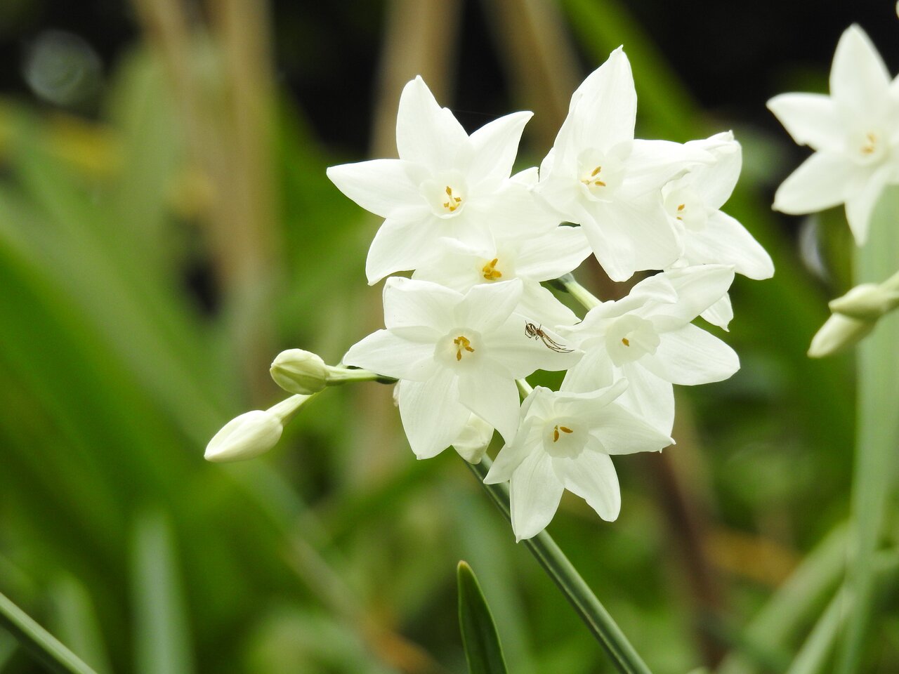 水仙 紫草のくさまくら
