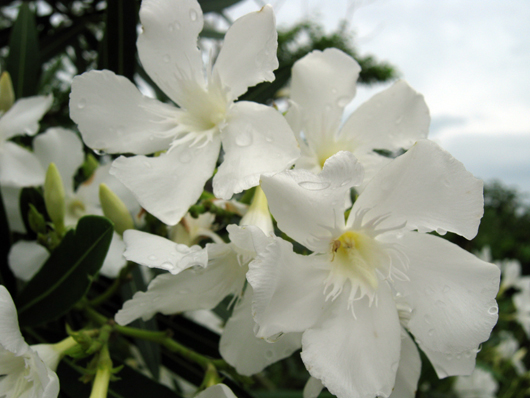 白い花たち 夏の花たち 紫草のくさまくら 白い花たち 夏の花たち 紫草のくさまくら