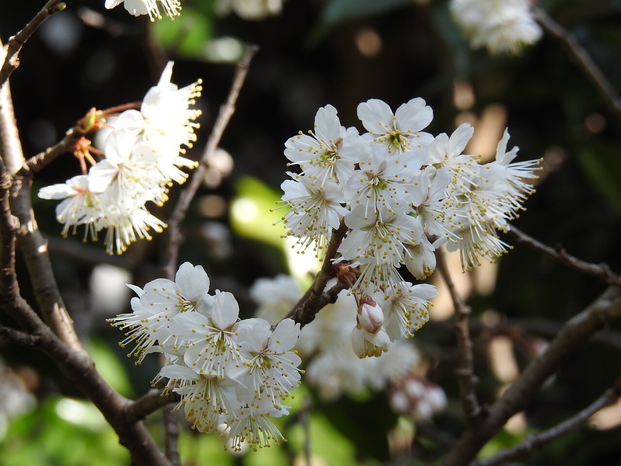 サクランボの花 紫草のくさまくら