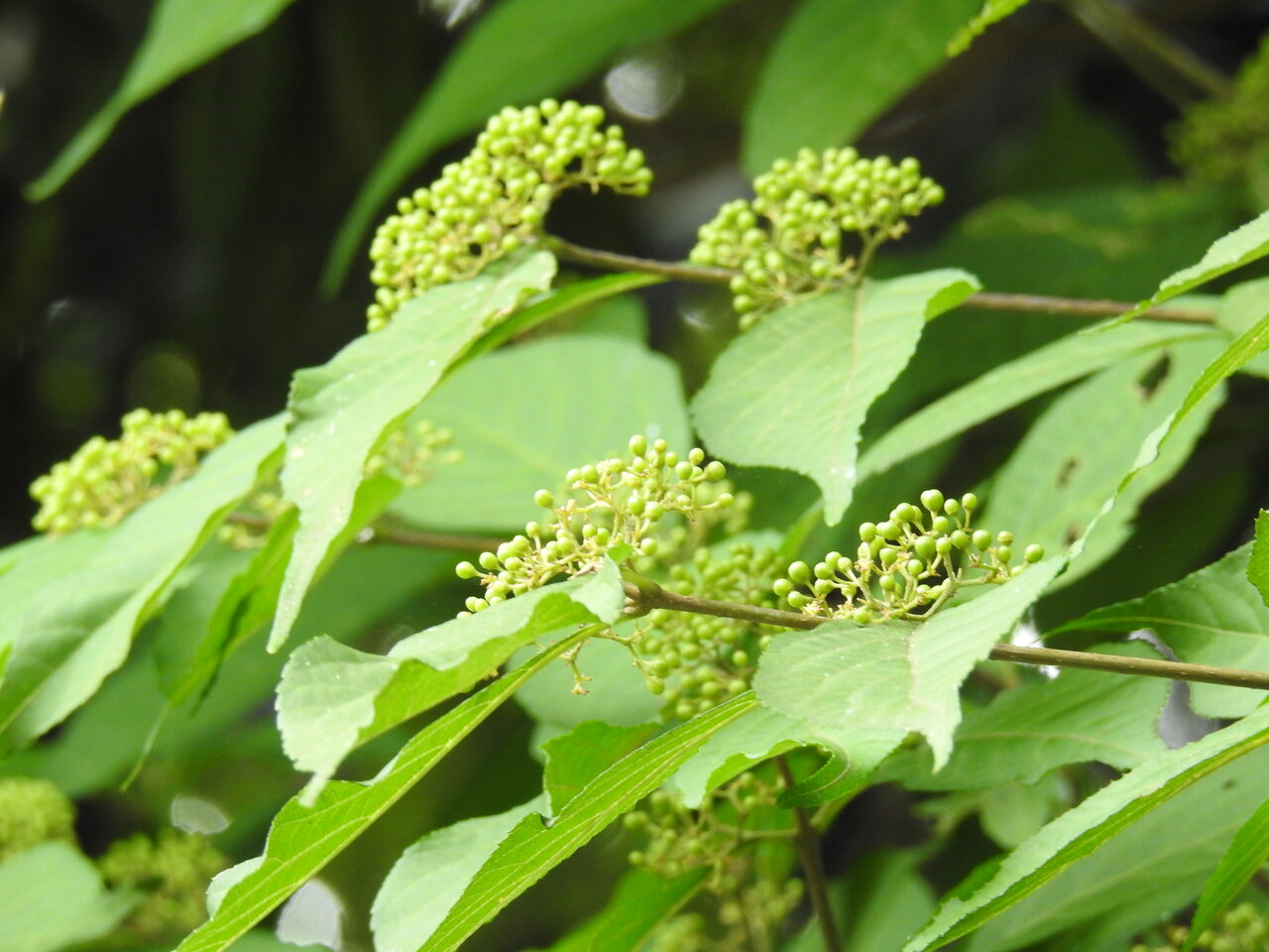 秋に色づく準備中 : 紫草のくさまくら