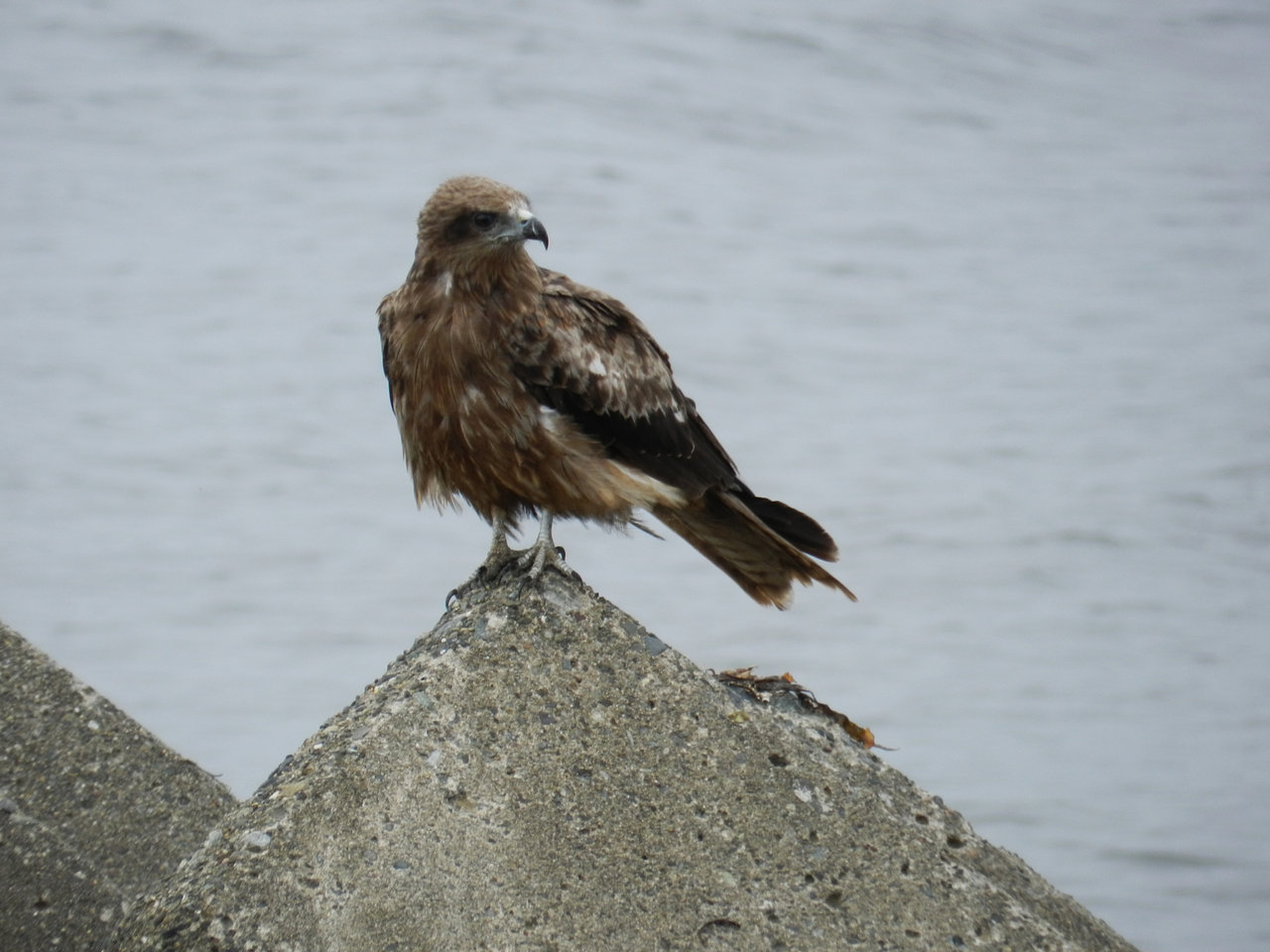 とんび 紫草のくさまくら