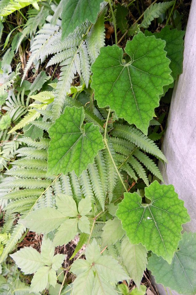 夏の終わりの葉っぱたち 紫草のくさまくら