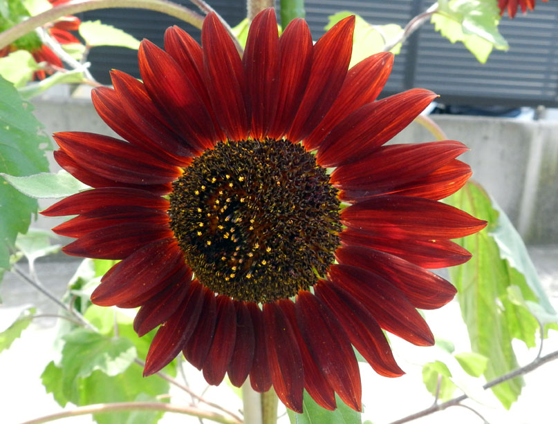 今年の向日葵 : 紫草のくさまくら