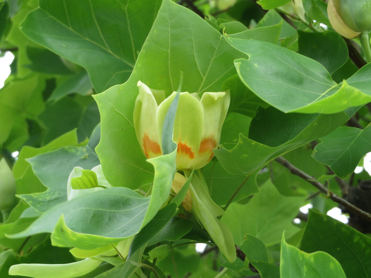 芦屋臨港線街路樹ユリノキの花が咲いた 阪神間の植物