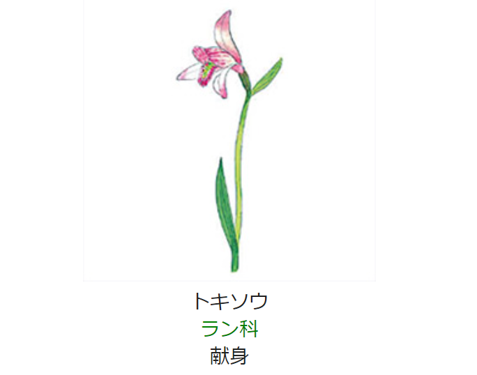 7月16日 誕生日の花と花言葉 トキソウ 元気シニアの呑気日記 7月16日 誕生日の花と花言葉 トキソウ 元気シニアの呑気日記