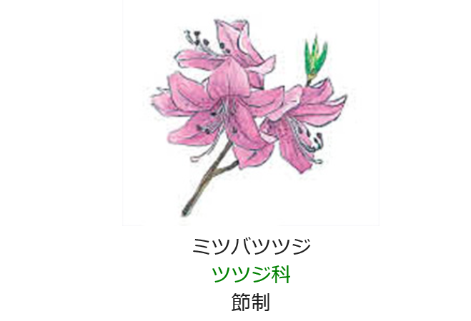 元気シニアの呑気日記 3月23日 誕生日の花と花言葉 ミツバツツジ 元気シニアの呑気日記 3月23日 誕生日の花と花言葉 ミツバツツジ