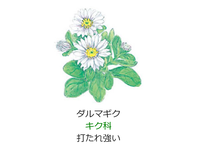 11月14日誕生日の花と花言葉 ダルマギク 元気シニアの呑気日記